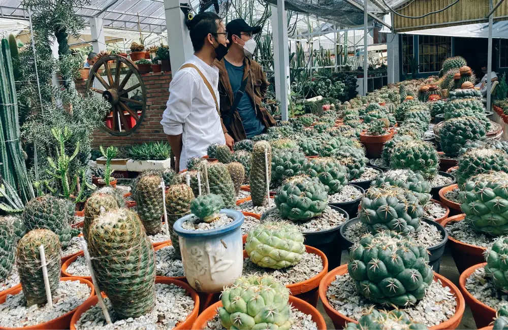 Đặt cây xương rồng ở nơi sáng thoáng, tránh sốc nắng