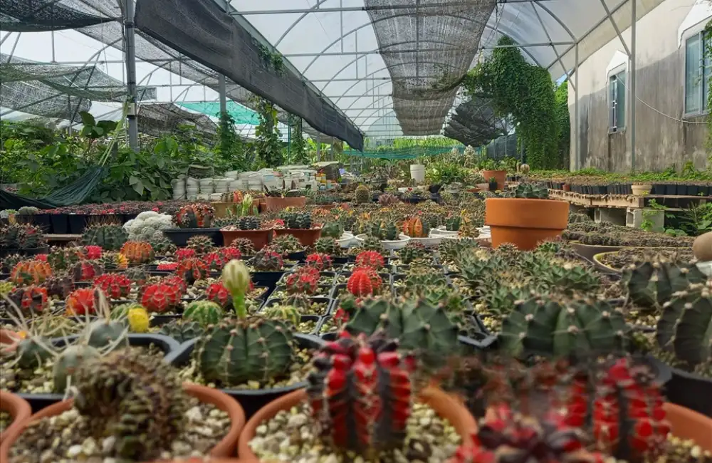 Giá thể và đất trồng xương rồng