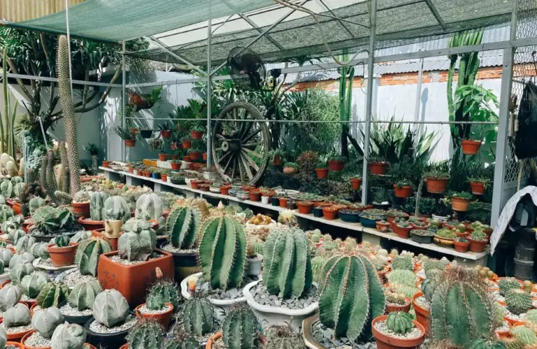 Cách trồng cây xương rồng cấy mô từ lab ra chậu vẫn khỏe