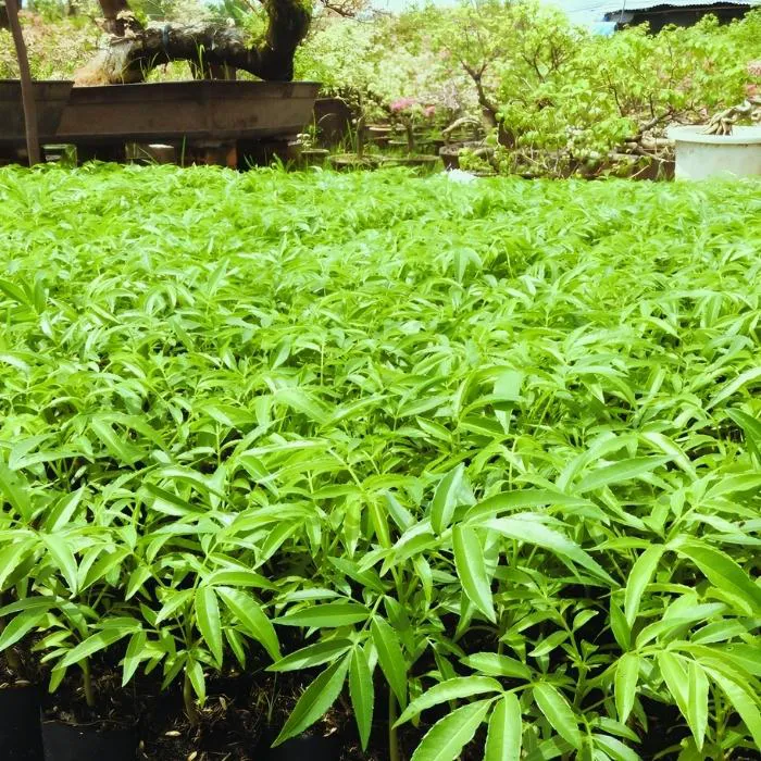 Cóc Thái Nhỏ Ghép