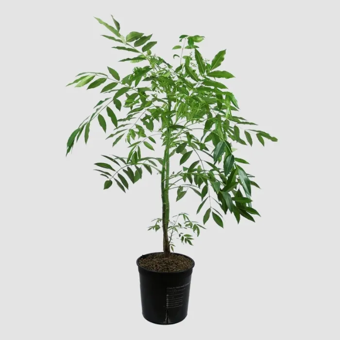 Cóc Thái Nhỏ Ghép - Ảnh 3