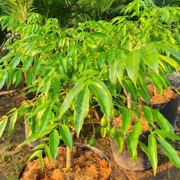 Cóc Thái Nhỏ Ghép - Ảnh 4