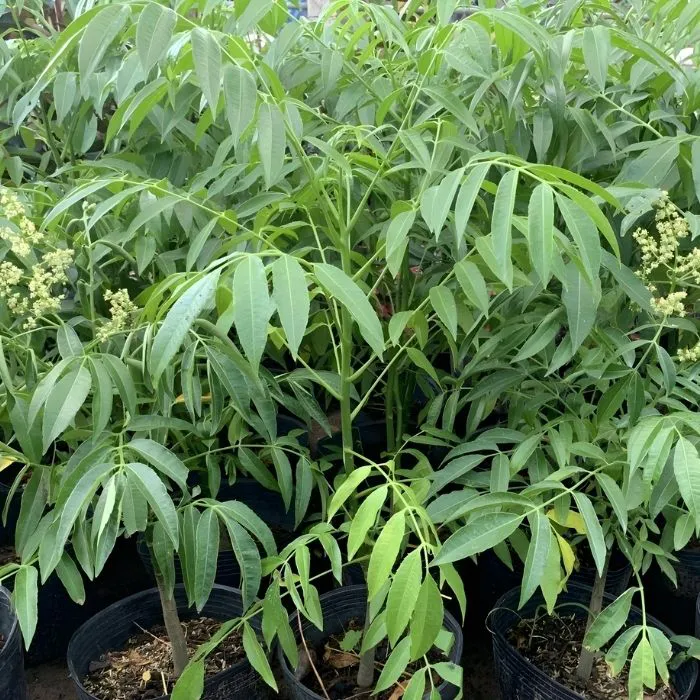 Cóc Thái Nhỏ Ghép - Ảnh 5