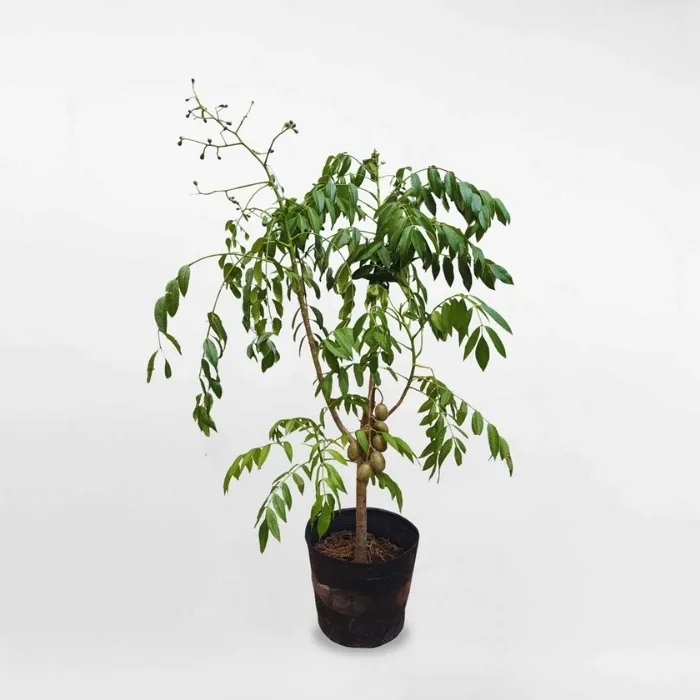 Cóc Thái Nhỏ Ghép