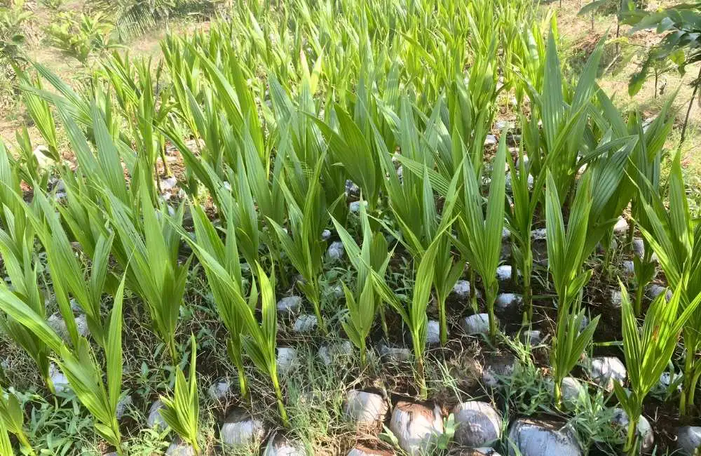 Tốc độ nhân giống dừa và khả năng mở rộng quy mô sản xuất