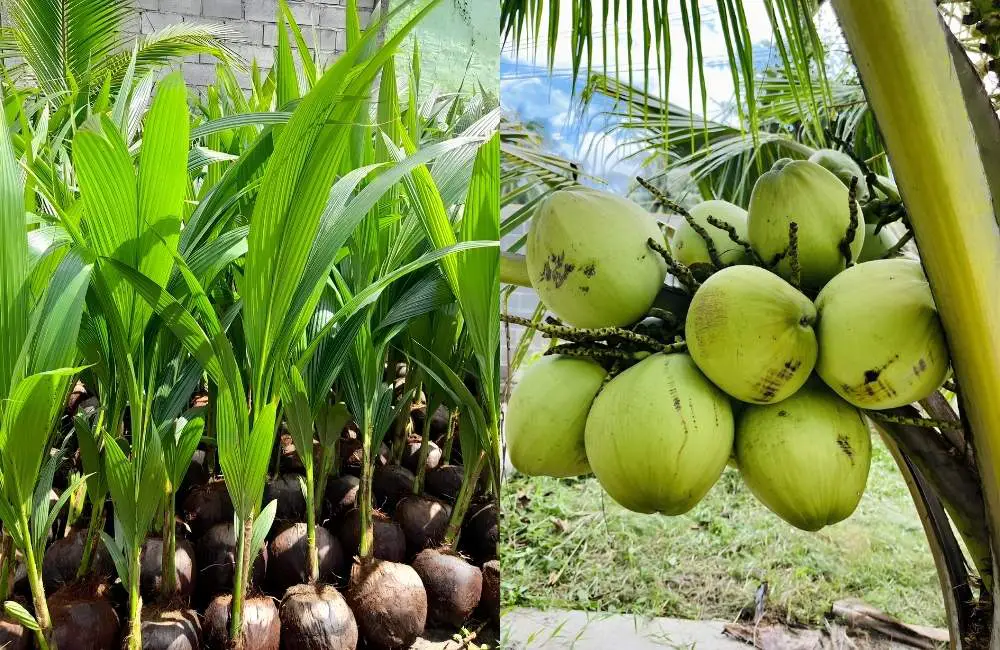 Kiểm soát chất lượng cây giống dừa cấy mô