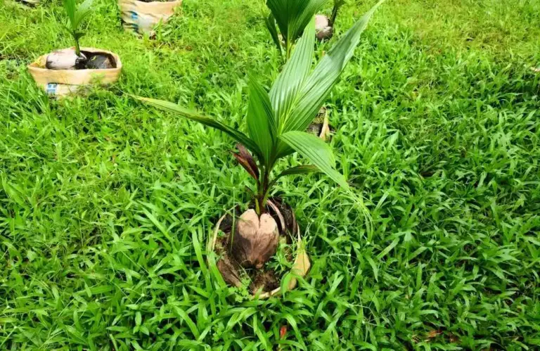 Sự thật bất ngờ về dừa sáp cấy mô và chồi khác nhau thế nào?