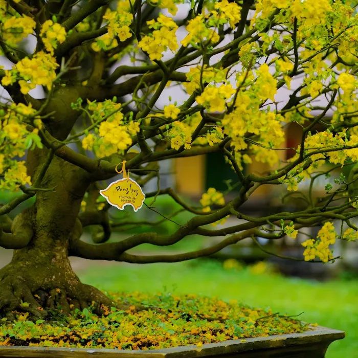 Hoàng Mai Huế cấy mô