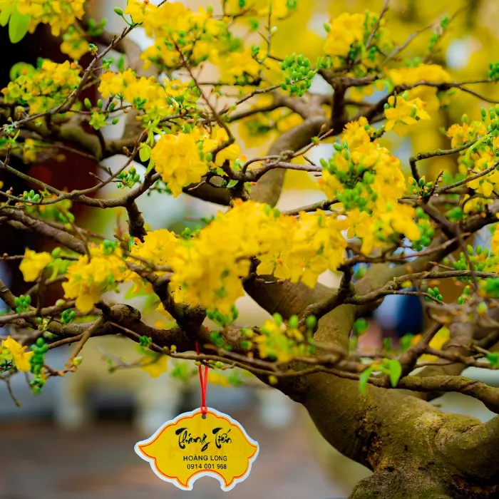 Hoàng Mai Huế Cấy Mô