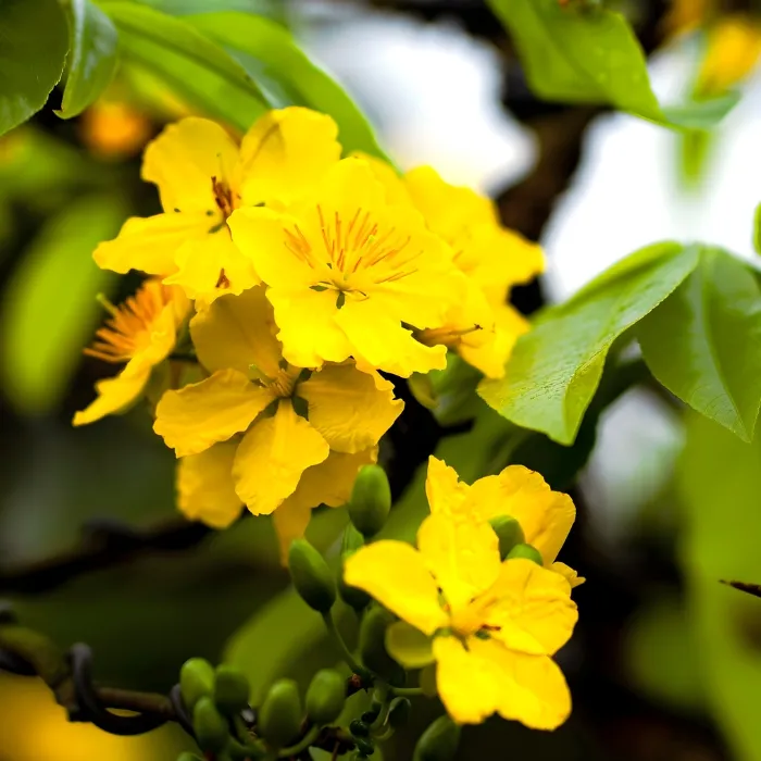 Hoàng Mai Huế Cấy Mô