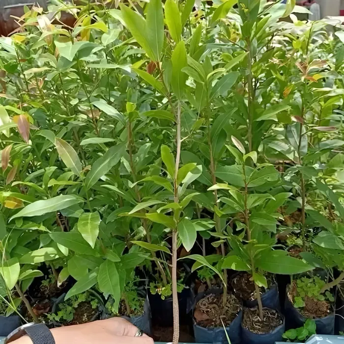 Hoàng Mai Huế cấy mô