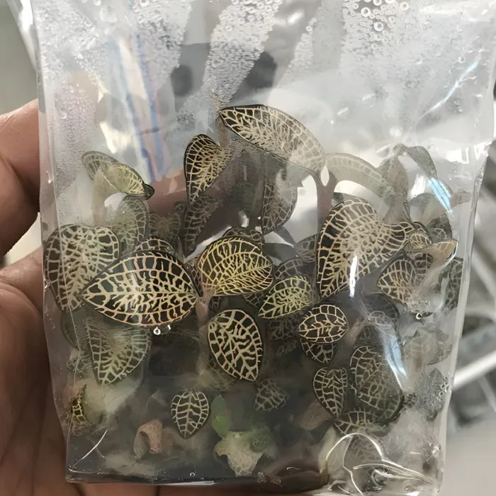 Kim Tuyến AF1 Cấy Mô