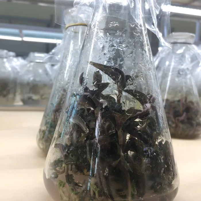 Kim Tuyến AF1 Cấy Mô