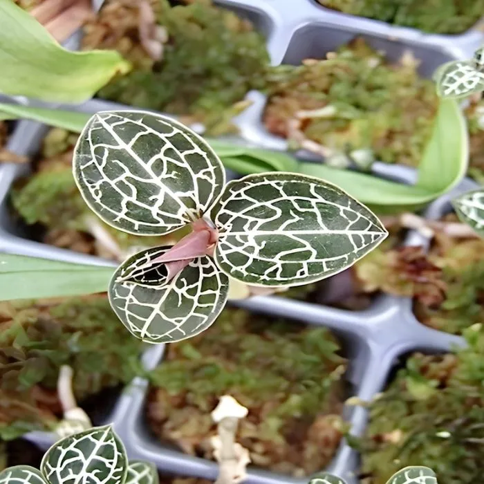 Kim tuyến cấy mô tại Vigen