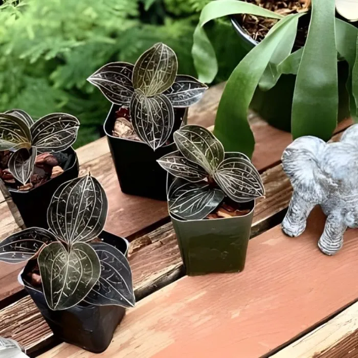 Cây Kim Tuyến cấy mô