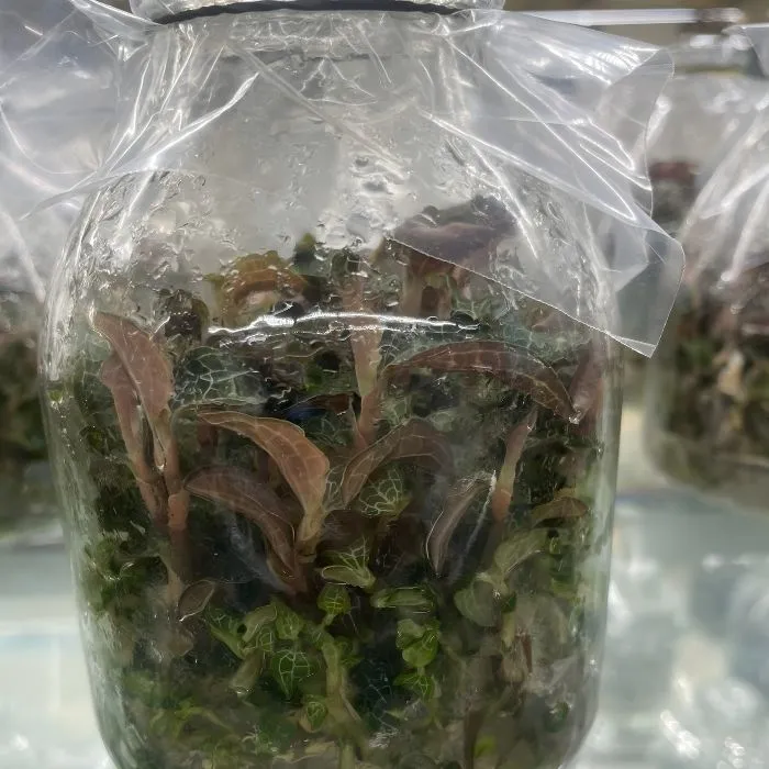 Kim Tuyến Cấy Mô