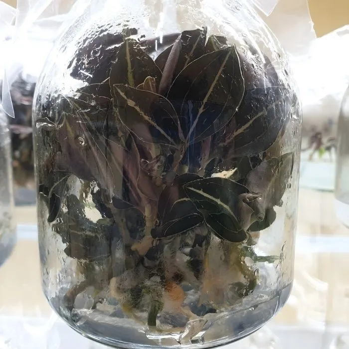 Kim Tuyến nuôi cấy mô