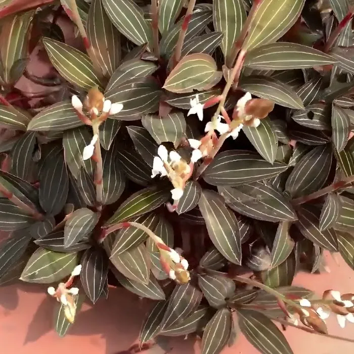 Cây Kim Tuyến cấy mô tại Vigen