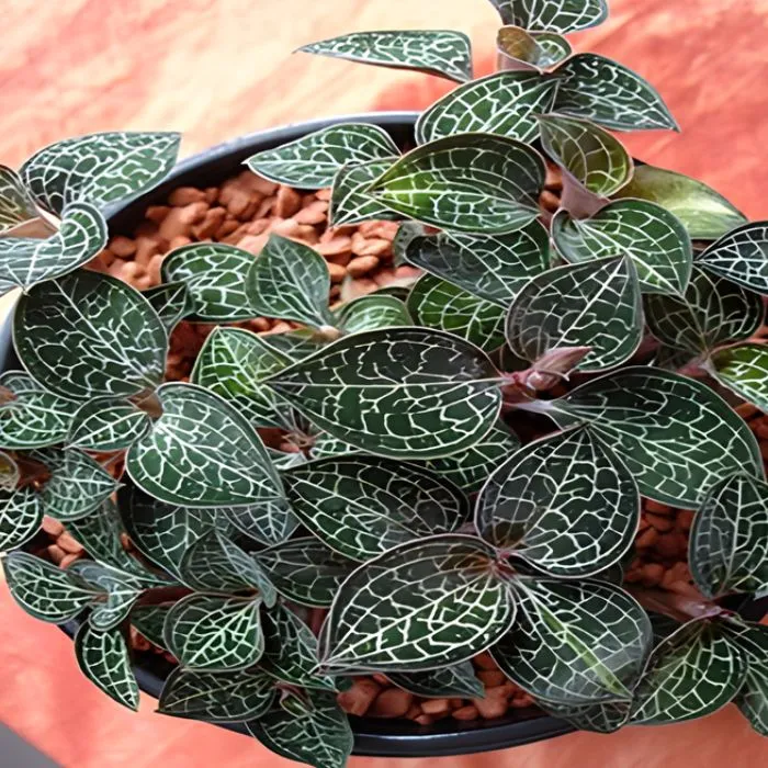 Kim Tuyến Cấy Mô