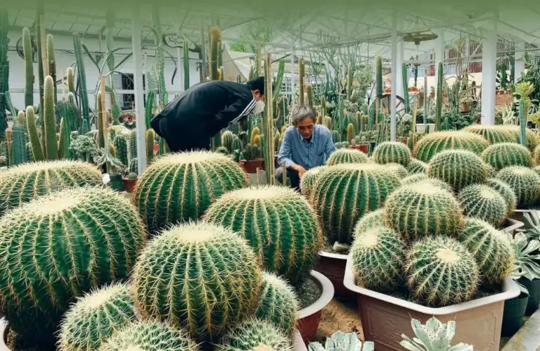 Bật mí kỹ thuật nhân giống xương rồng cấy mô chuẩn nhất