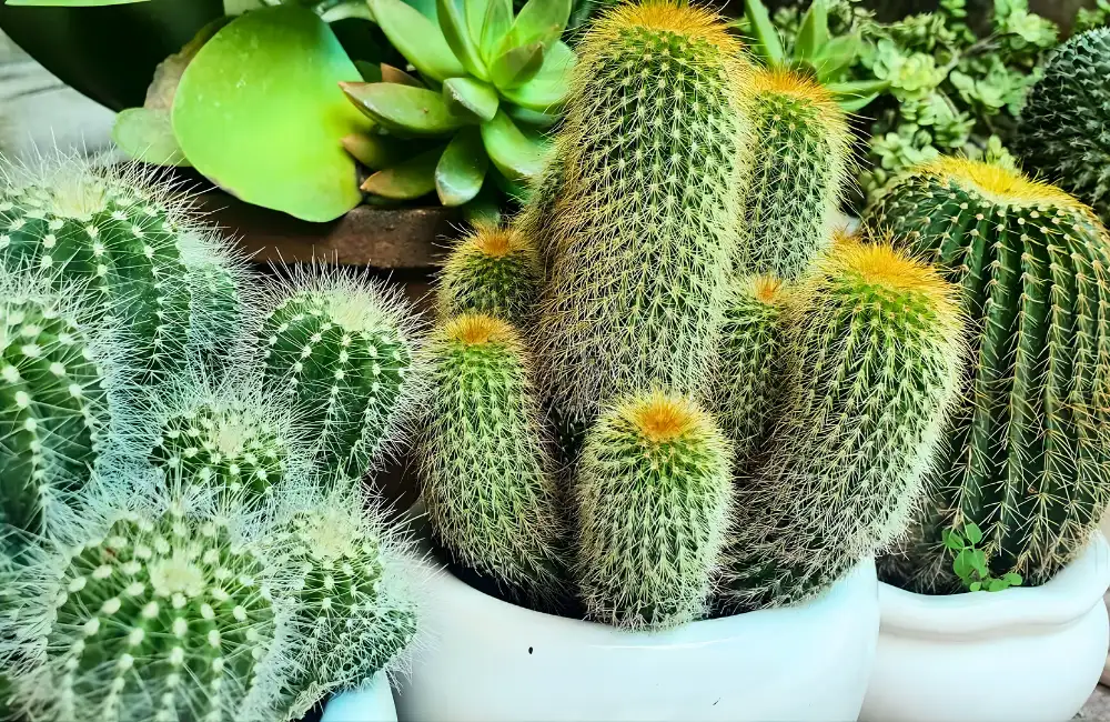 Điều kiện chuẩn trong phòng nuôi cấy mô để nhân giống xương rồng