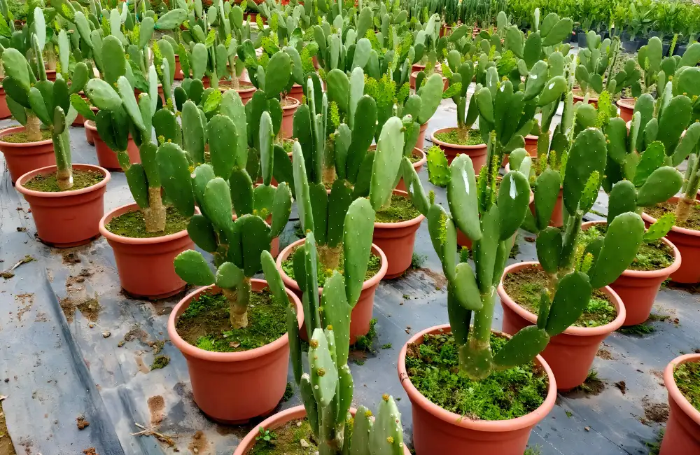 Ánh sáng phù hợp cho xương rồng cấy mô