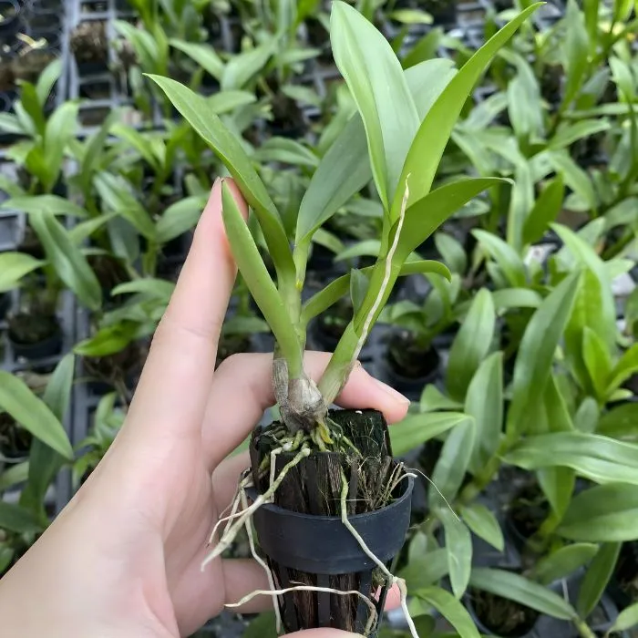 Lan 11 cấy mô tại vườn ươm