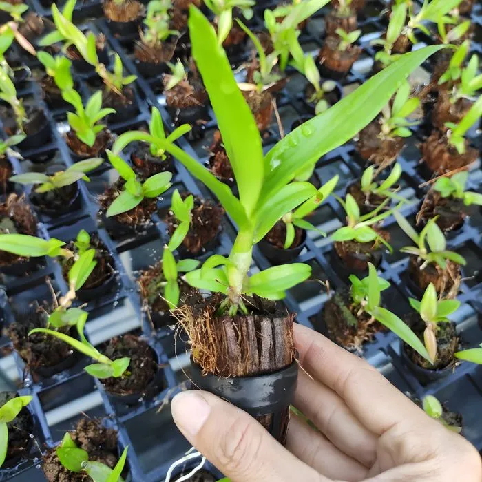 Lan 11 cấy mô tại vườn ươm