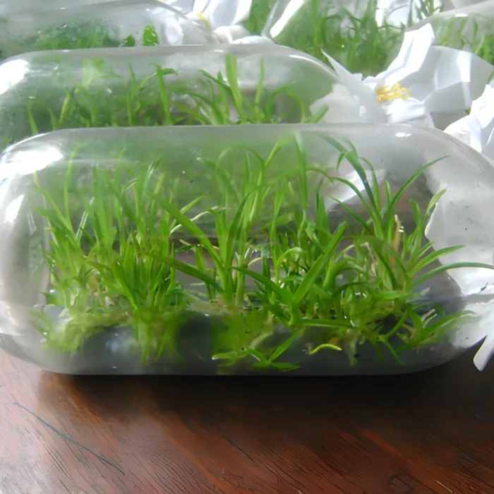 Lan Hoàng Yến Cấy Mô