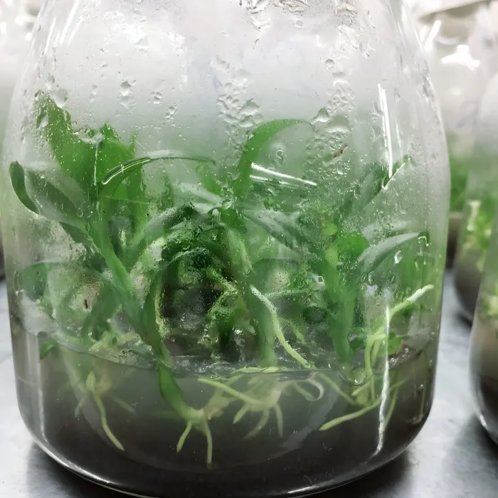 Lan hoàng yến cấy mô tại Vigen