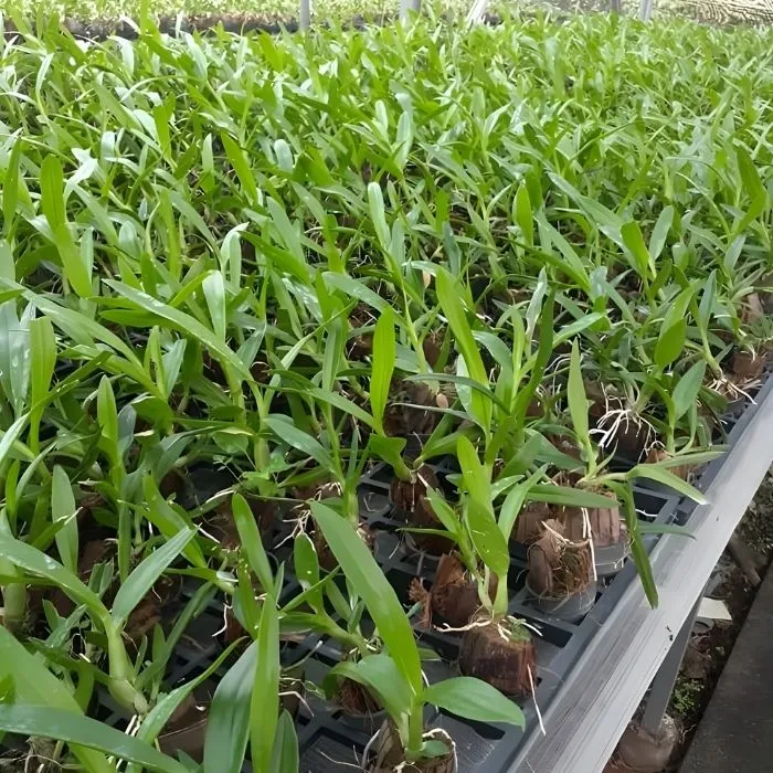 Lan hoàng yến cấy mô