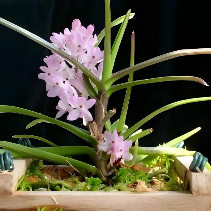 Lan Hoàng yến cấy mô