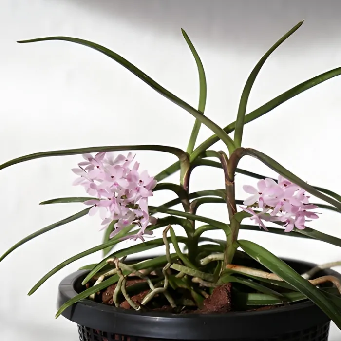 Lan Hoàng yến cấy mô