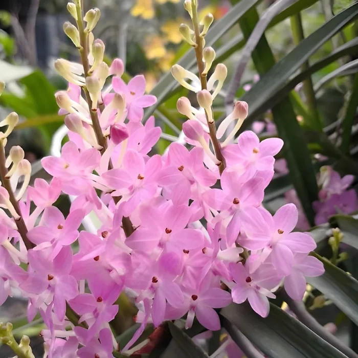 Lan Hoàng Yến Cấy Mô