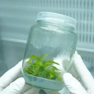 Mai Cúc Đổi Màu Cấy Mô