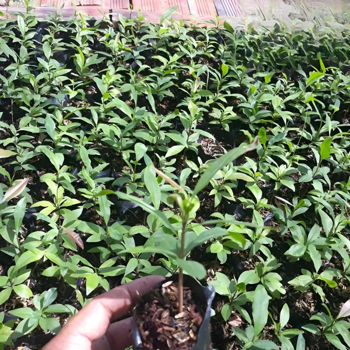 Mai Cúc Đổi Màu Cấy Mô