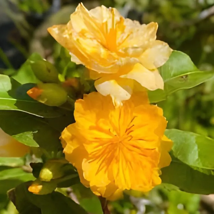 Mai Cúc Đổi Màu Cấy Mô