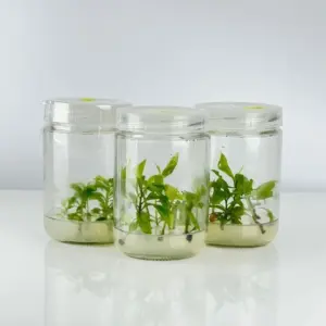 Mai Cúc Đổi Màu Cấy Mô