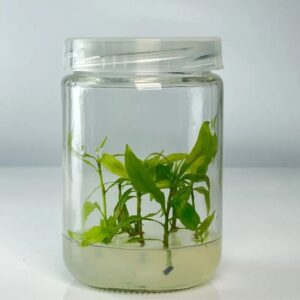 Mai Cúc Hoàng Lộc Cấy Mô