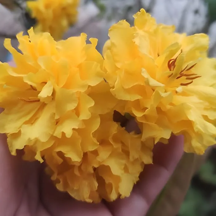 Hoa mai cúc Hoàng Lộc cấy mô