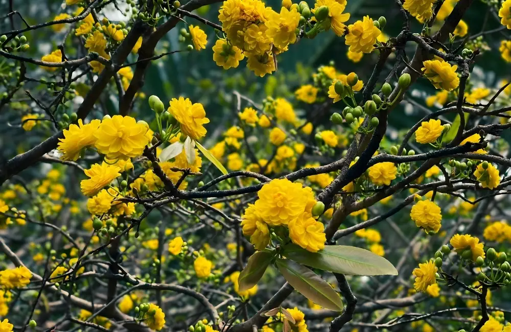 Ưu điểm nổi bật của Mai Cúc Hoàng Lộc cấy mô