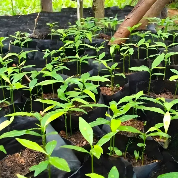 Mai cúc Hoàng Lộc cấy mô