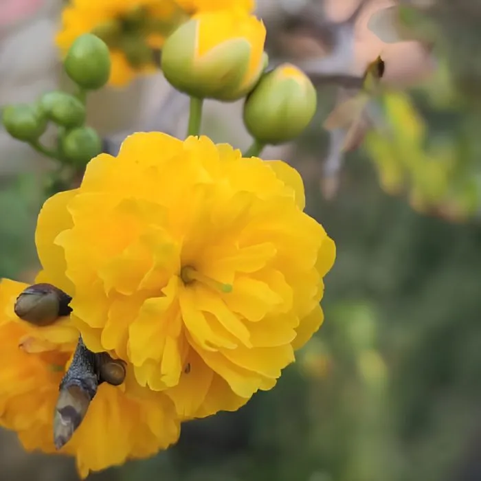 Mai Cúc Hoàng Lộc Cấy Mô - Ảnh 6