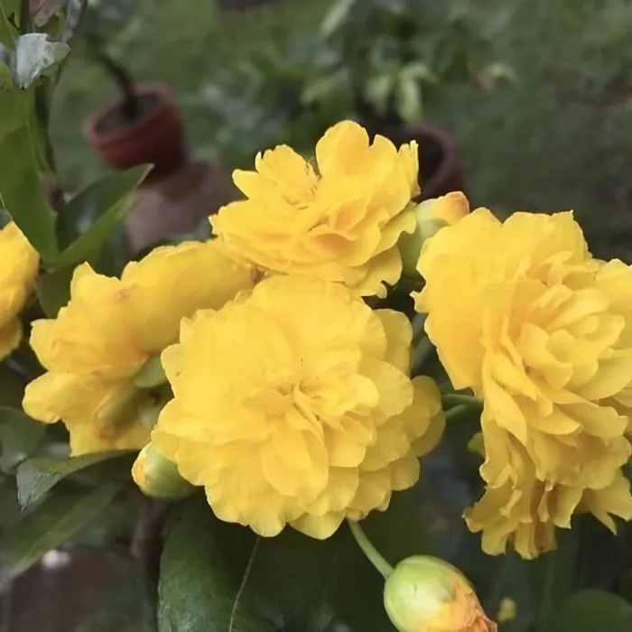 Mai Cúc Hoàng Lộc Cấy Mô