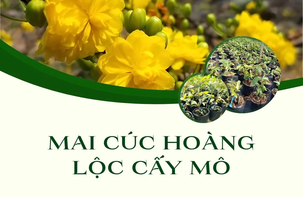 Mai Cúc Hoàng Lộc cấy mô