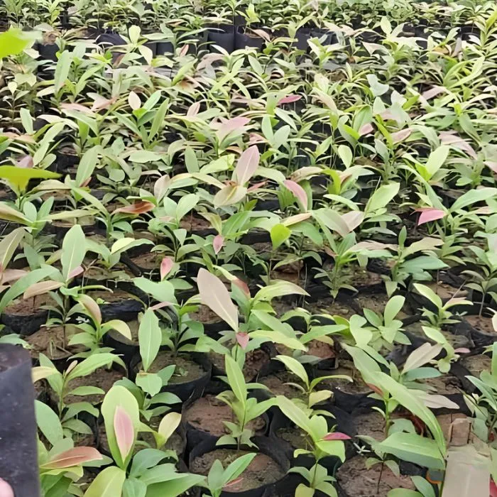 Mai Cúc Hoàng Lộc Cấy Mô