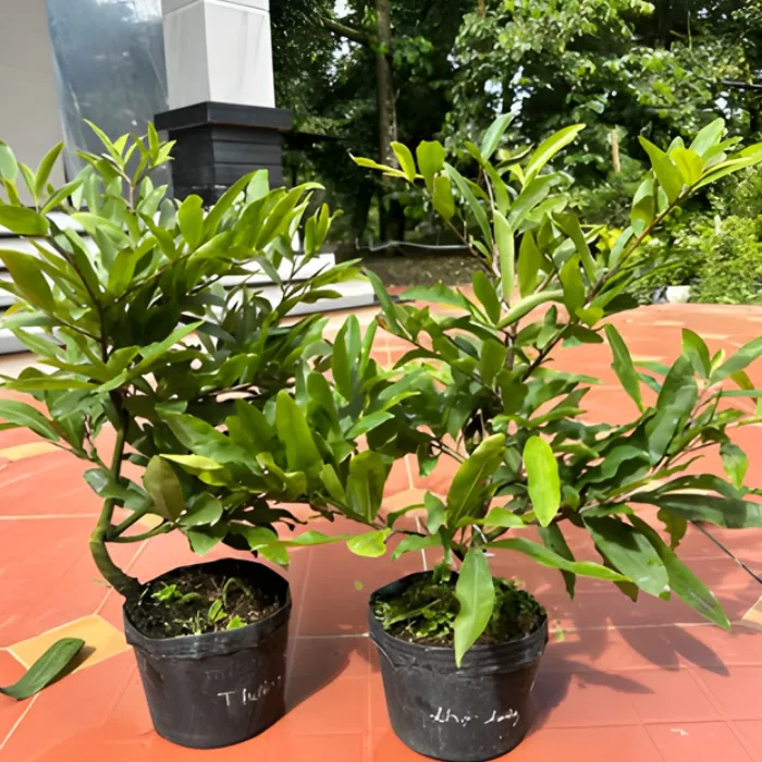 Mai Cúc Hương Chum Cấy Mô