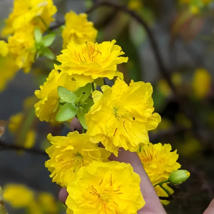 Mai Cúc Hương Chum Cấy Mô