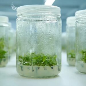 Mai Cúc Hương Chùm Cấy Mô