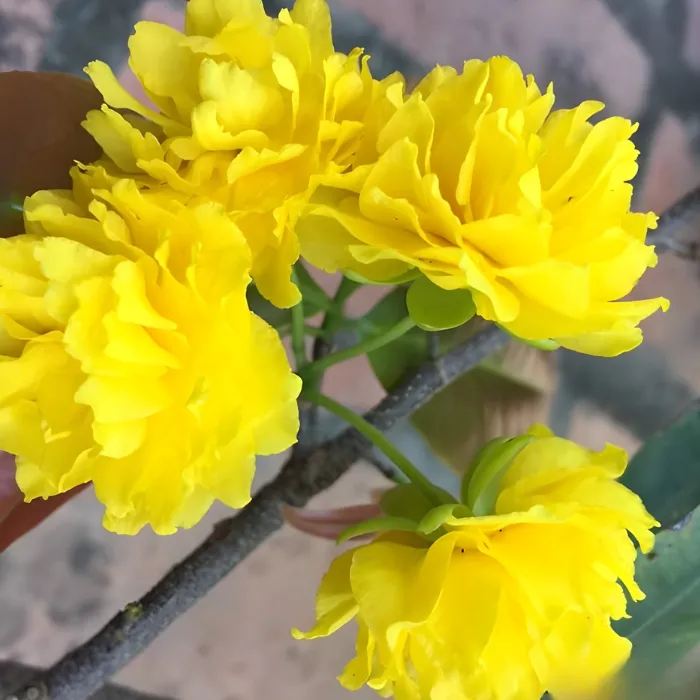 Mai Cúc Không Nhụy Cấy Mô